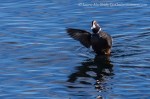 Harlequin duck with wings up