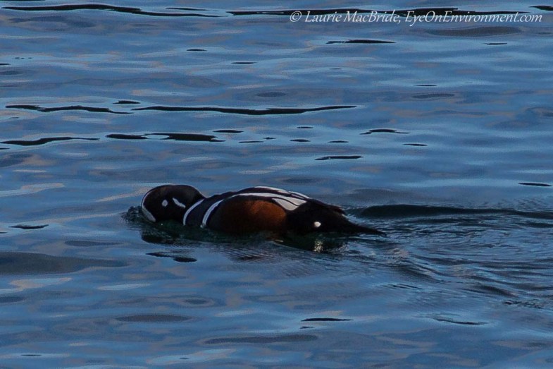 Harlequin duck feeding