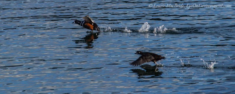 Male and female Harlequin ducks taking flight
