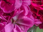 Close up of pink geranium blossoms in a vase