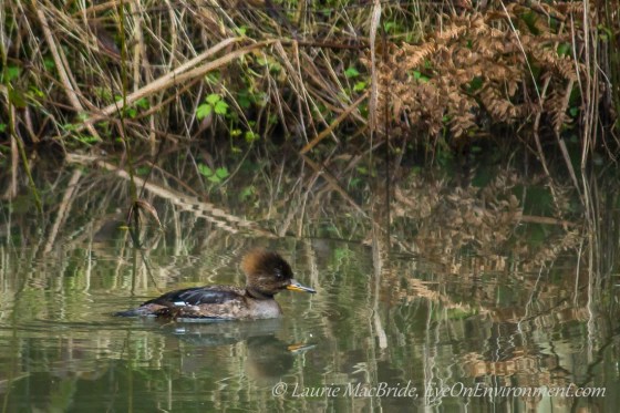 Hooded merganser in a pond