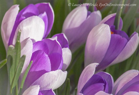 mauve crocuses