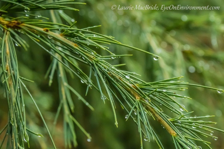 Deodar cedar branch with raindrops
