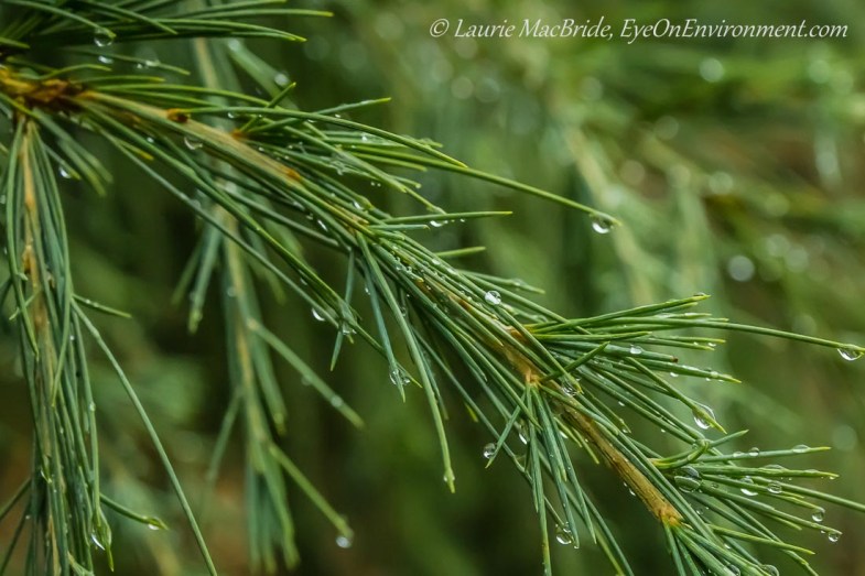 Deodar cedar branch with raindrops