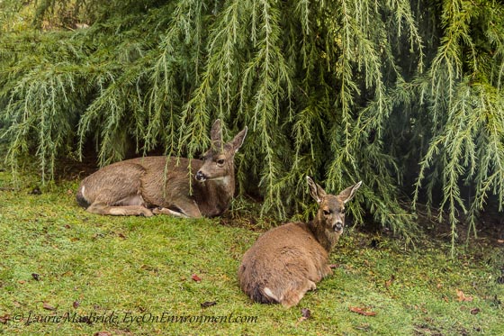 Doe and fawn under a Deodar cedar