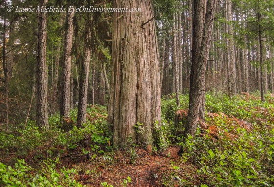 Western red cedar tree with Douglas firs in a forest