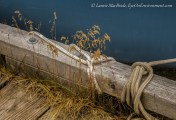 A dock with ropes tied to it and grass growing on it, and the water beyond.