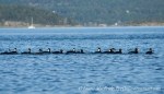 Surf Scoter Parade