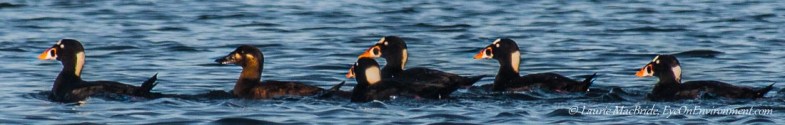 Surf scoters swimming in a line