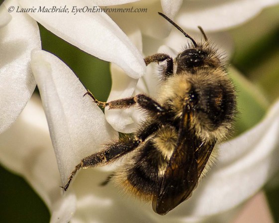 A bee pollinating a hyacinth