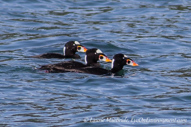 Three male surf scoters