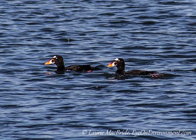 Two male surf scoters