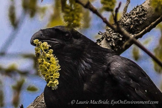 Raven holding maple flower stem in beak