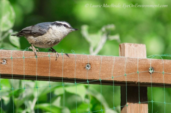 Red-breasted nuthatch on top of a pea trellis