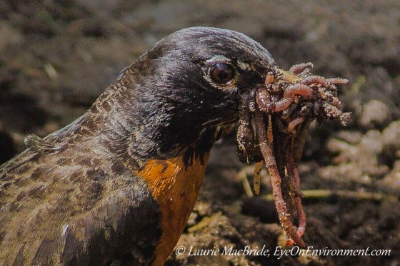 American Robin with his beak stuffed with worms