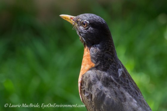 American Robin looking over his domain