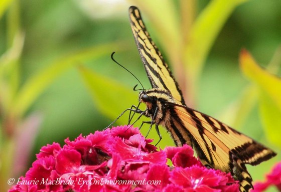 Closeup of Swallowtail butterfly on Jerusalem Cross flowers