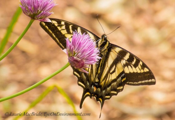 Swallowtail butterfly on a chive flower