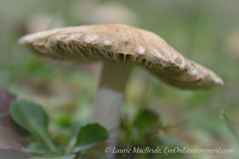 Wild mushroom