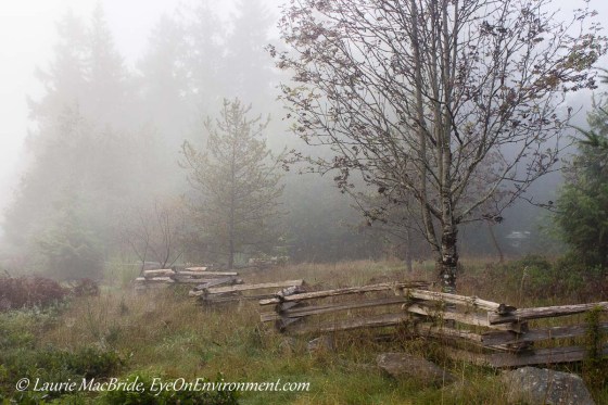 Fence, trees and meadow backlit in fog