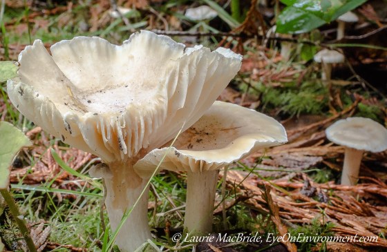 Fan-like mushrooms with sow bugs eating them
