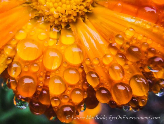 Closeup of orange calendula petals with raindrops on them