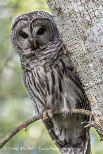 Barred owl on tree branch
