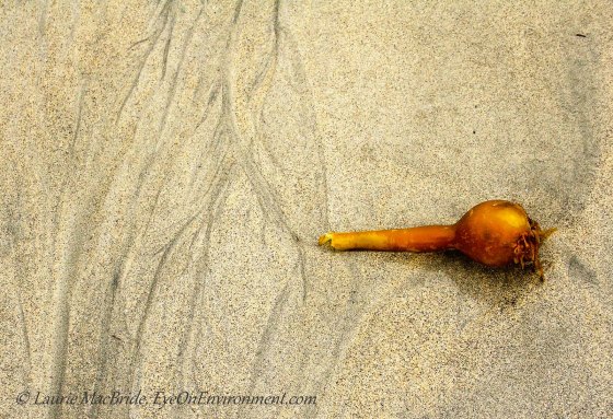 Bull kelp head on the sand