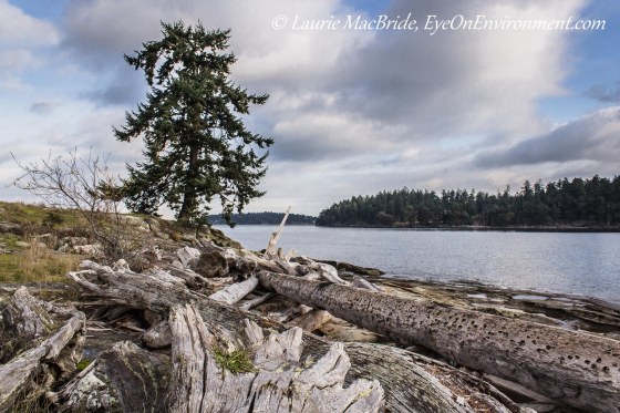 Driftwood piled high on the beach on a windy day