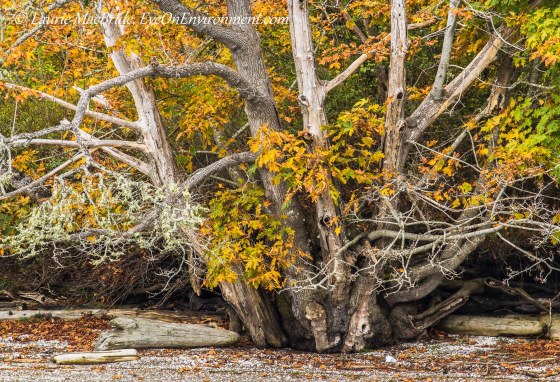 Bigleaf maple in fall, growing on a shell beach