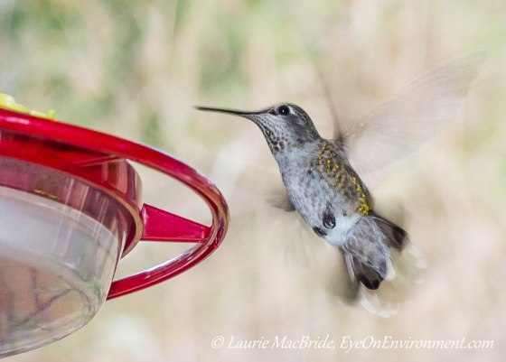 Anna's Hummingbird beside feeder