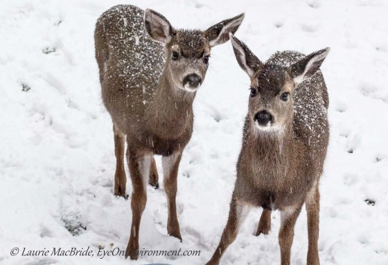 Twin black-tailed deer fawns