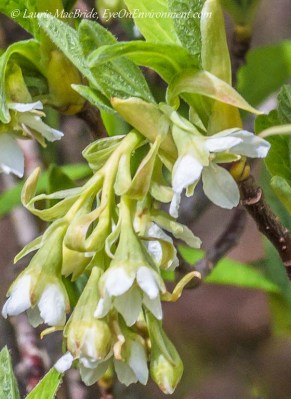 Detail of Indian plum flowers