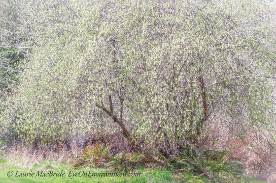Flowering Indian Plum tree