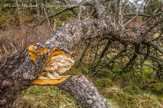Apple tree with badly broken trunk