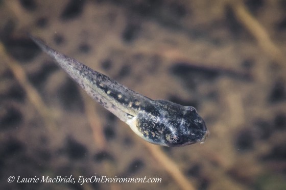 tadpole