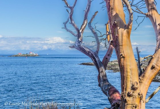 View of Georgia Strait and lighthouse, with arbutus tree in foreground
