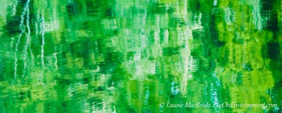 Abstract of forest along the shoreline reflected in the water