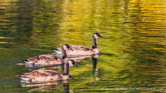 Three geese with golden light on the water