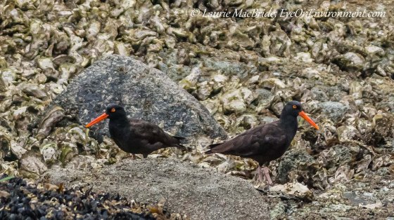Oystercatchers surrounded by oysters