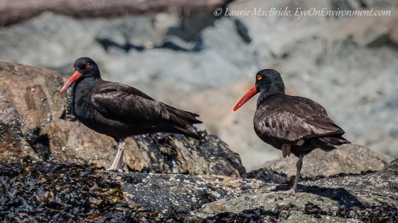 Two oystercatchers on shore