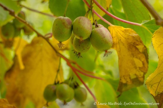 Hardy kiwis on the vine