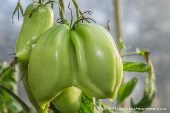 Tomatoes on the vine, with two tomatoes merged into one