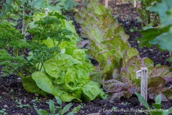 Rows of lettuce, ready for salads