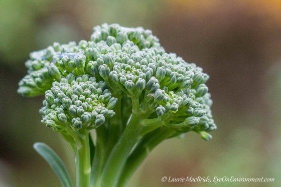 Broccoli close-up
