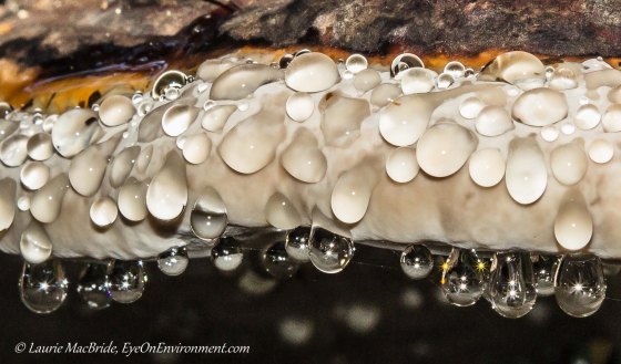 Raindrops on bracket fungus with sparkles of light in lower drops