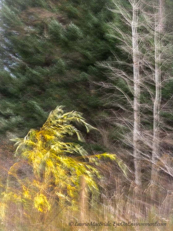 Wind blown trees