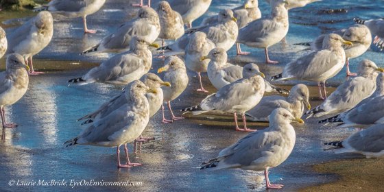 Seagulls on a sandstone beach