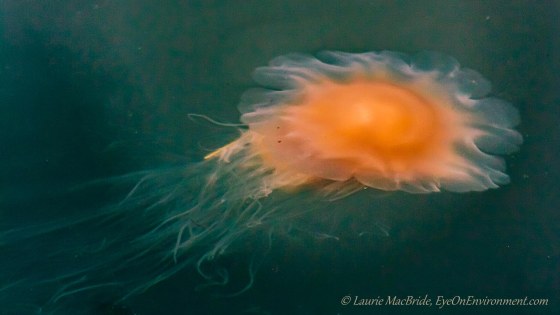 large orange jellyfish 