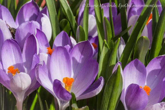 Purple and orange crocuses